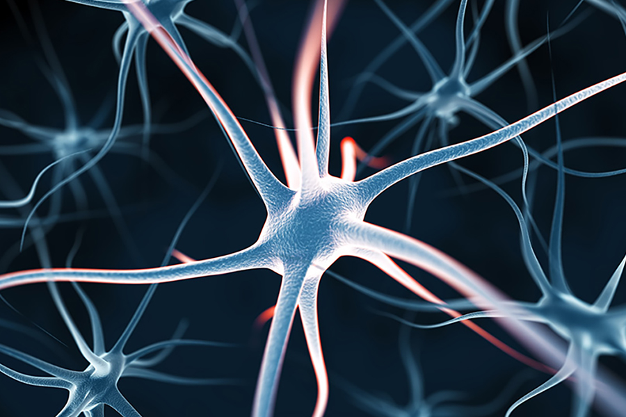 A brain synapse
