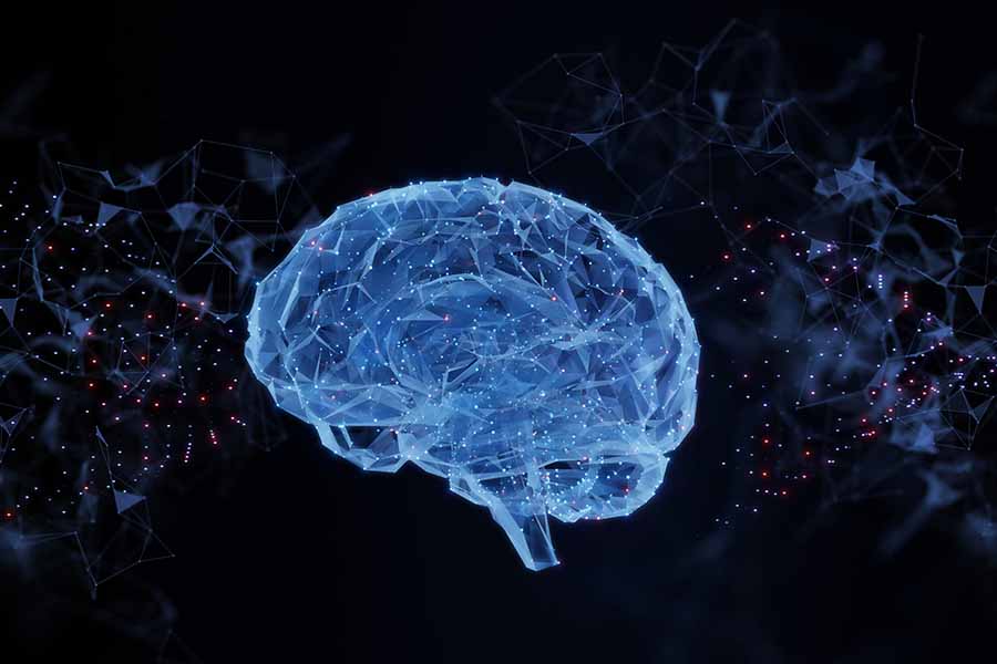 Brain