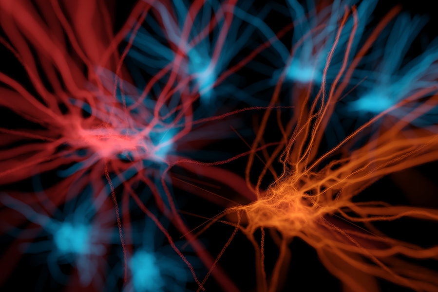 neurons in the brain