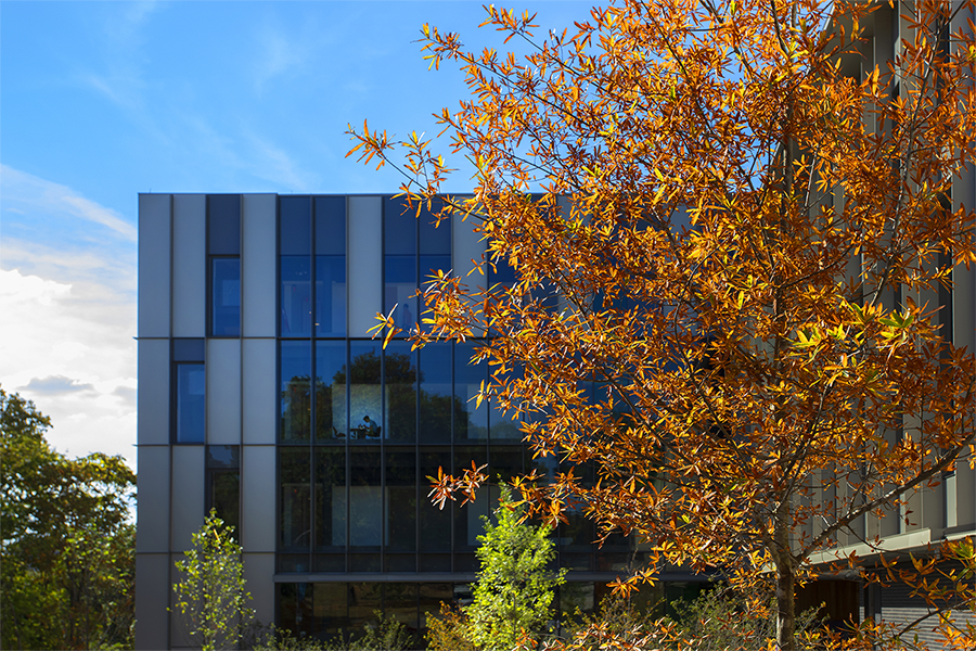 A tree changes color on campus